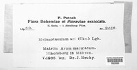 Melanustilospora ari image